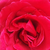 Czerwony  - Róża wielkokwiatowa - Hybrid Tea - Pannonhalma